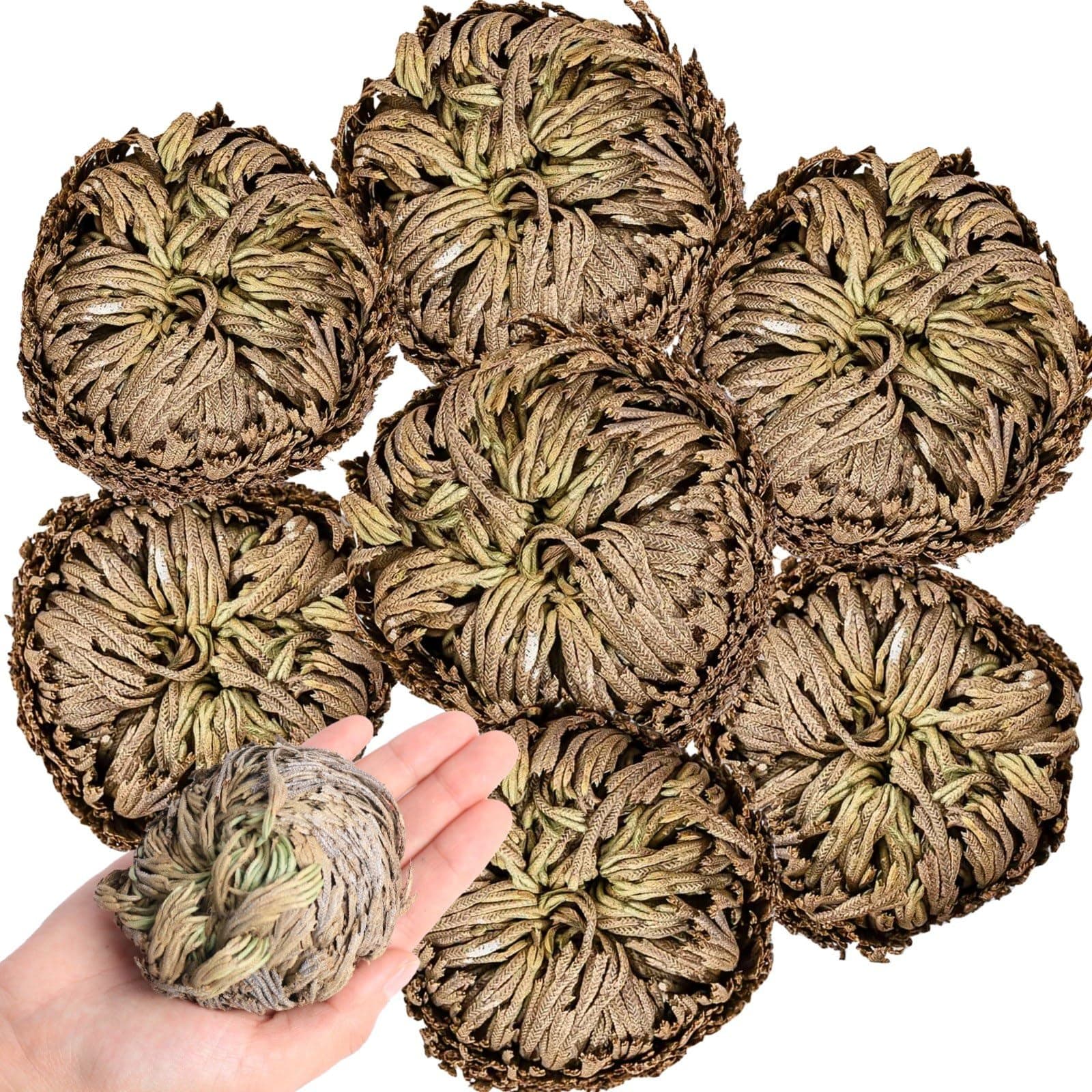 7 Pack Jericho Roses Dried Plants - Rosa de Jerico Original Dried Fern-like Scale Leaves Prayer Plant Spiritual Purification Home Decoration