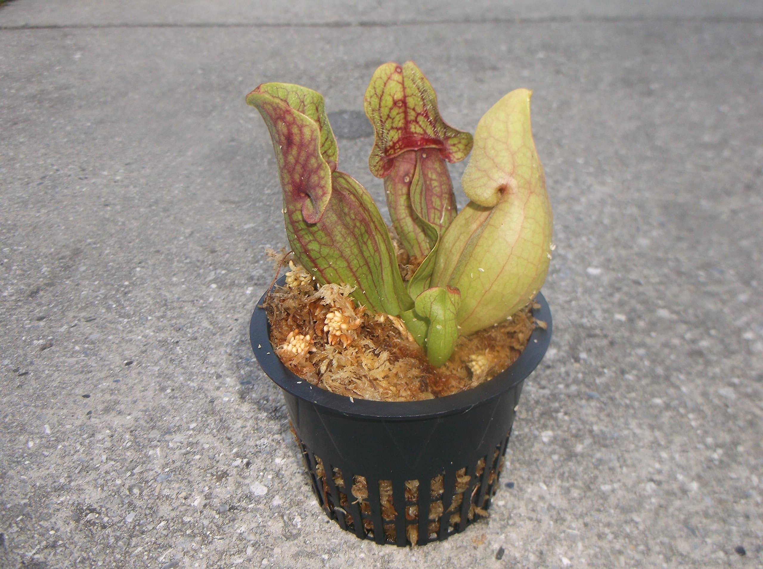 Carnivorous Purple Pitcher Plant (Sarracenia Purpurea Burkii) 3.75 inch pot