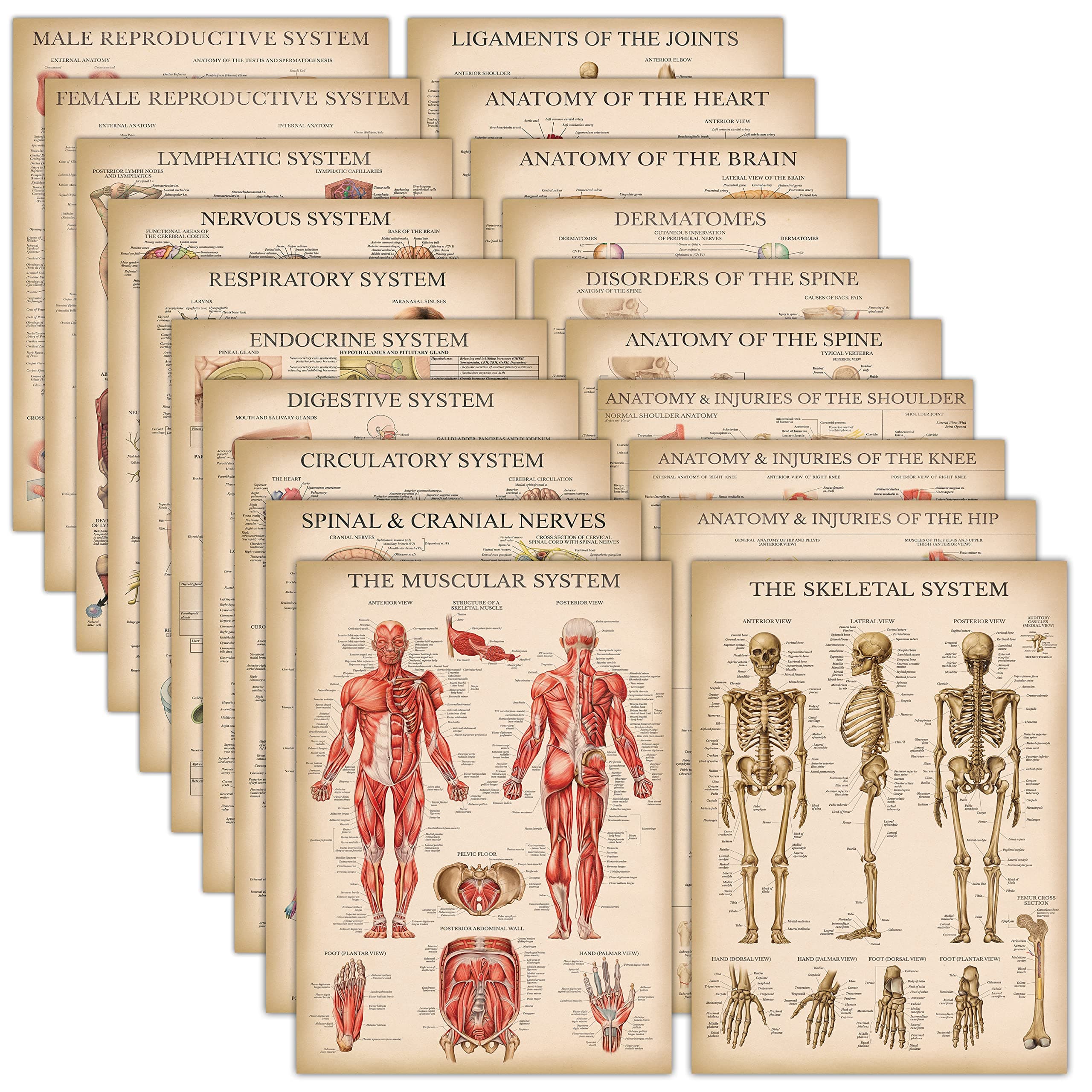 20 Pack - Vintage Anatomy Posters - Laminated - Muscular, Skeletal, Digestive, Respiratory, Circulatory, Endocrine, Lymphatic, Male & Female, Nervous, Spinal Nerves, Anatomical Charts - 18" x 24"