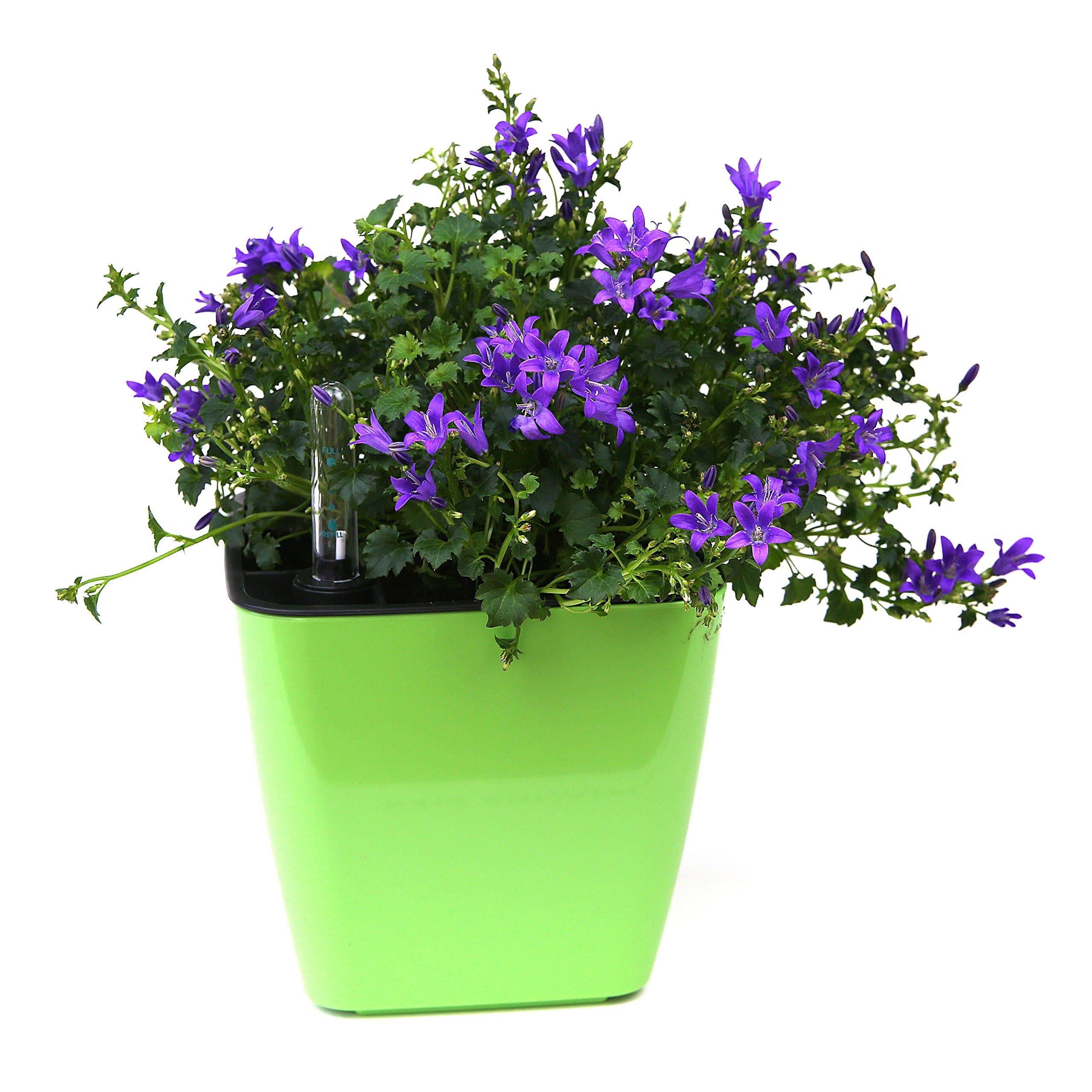 MyEasygro Self Watering Planter for Indoor and Outdoor | Excellent Pot for Flowers, House Plants, Herbs, Vegetables, Seeds | Water Level Indicator | Create an Urban Garden | 14 x 14 x 13cm (Green)