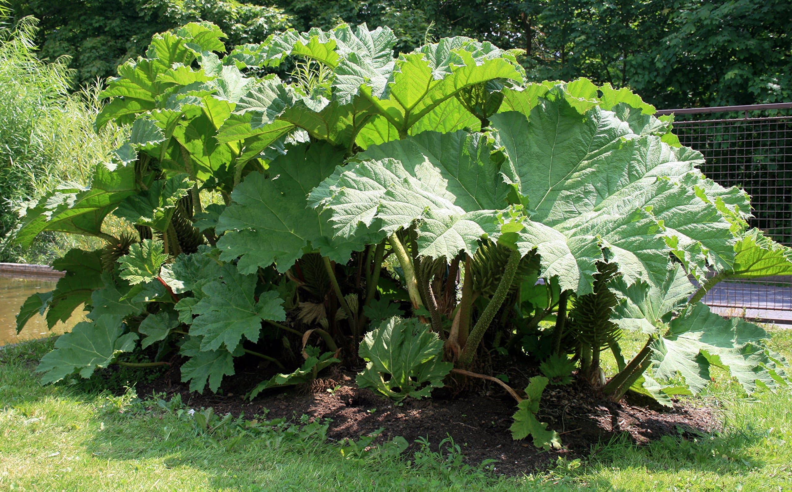 Gunnera Tinctoria Giant-Rhubarb Huge Leaves Ornamental Plant 10 Seeds