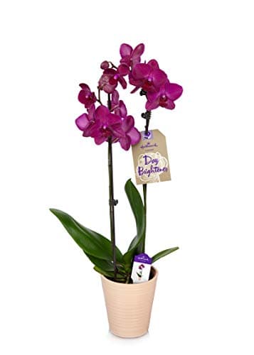 Orchid Flower Plant, Purple in 5" Beige Ceramic Container, From Hallmark Flowers