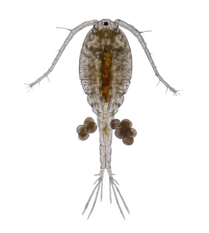 Swell UK Live Copepods