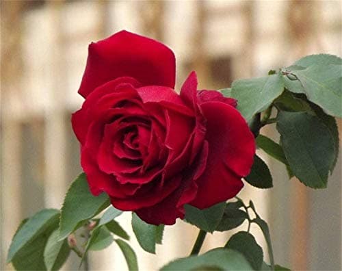 Red Rose Flower Seeds for Home Balcony Garden Yard Potted Decoration 100 Seeds