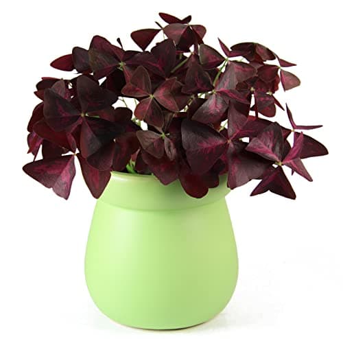 12PCS Purple Shamrocks Bulbs Good Luck Plant Purple Oxalis Bulbs for Planting Grows Indoor or Outdoor Oxalis Triangularis Bulb The Novice Gardener's Choice