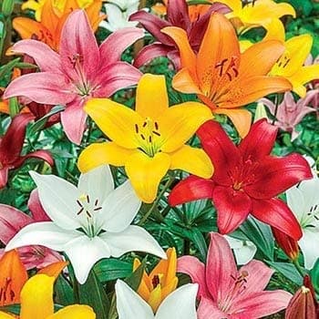 URBAN GARDENS® Asiatic lily Red bulbs Pack of 4 bulbs(FOR BEST RESULTS BUY WITH URBAN GARDENS® ONLY)