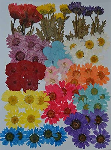 LoveDiyLife 72 pcs Multiple Dried Flowers, Pink Larkspur, Mini Rose, Hydrangea, Daisy, Real Pressed Dried Flowers