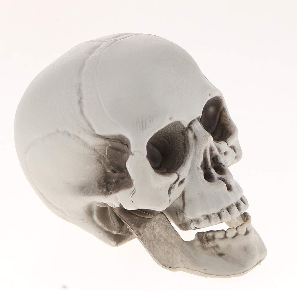 Plastic Human Head Skeleton Skull Figurines Sculpture for Halloween Home Decoration Craft Statues Collection Decor - #2