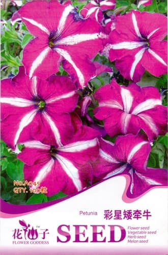 FLOWER GODDESS Petunia Red Star 100 Seeds