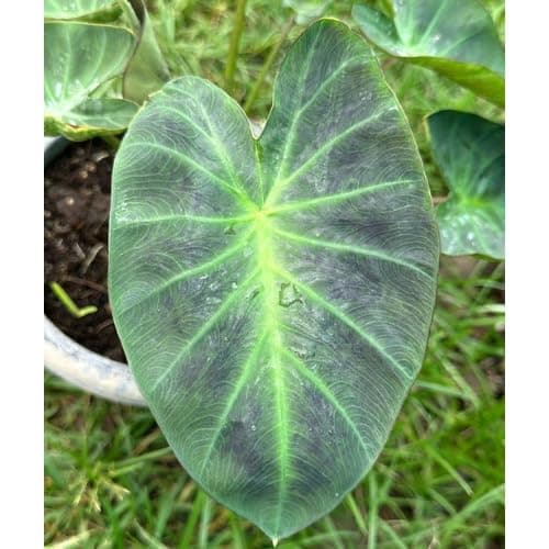 Indian gardens - Colocasia | Elephant Ear | Indoor Live Plant | Home decor (Colocasia Aloha)