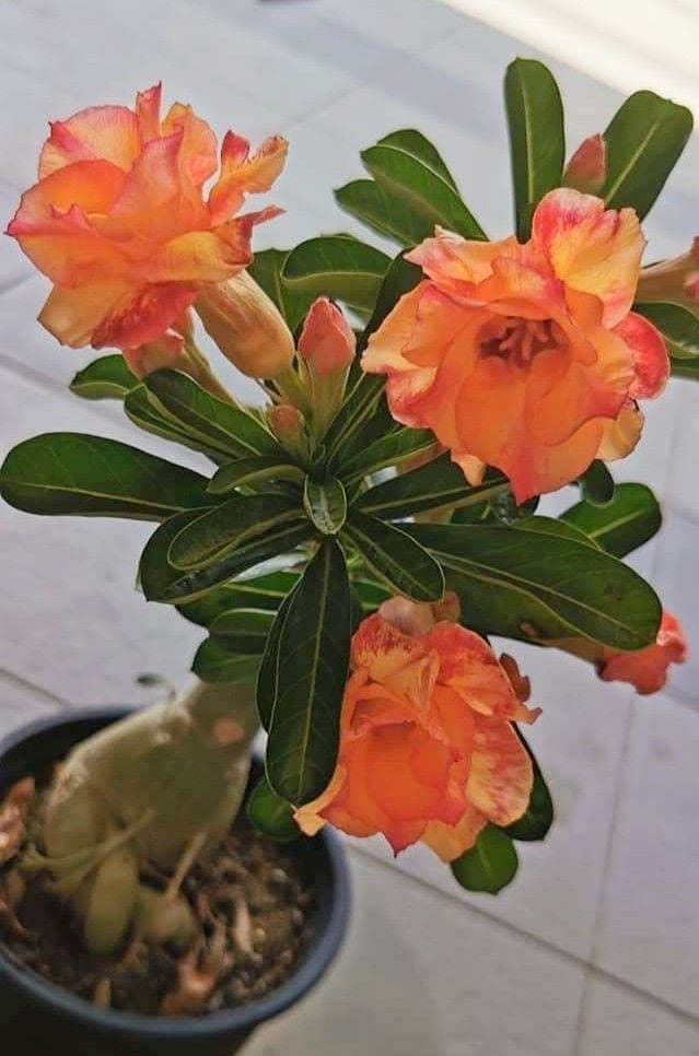 FasanGreen Adenium Flower Outdoor Plant with Plastic Bag (Pack of 1)(FG_719)