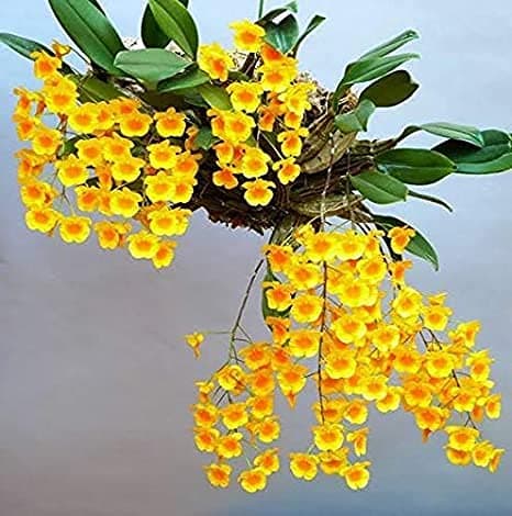Rare DENDROBIUM Live Orchid Plant - WITHOUT FLOWERS .Seedling Live Plant (1 Healthy Live Plant)