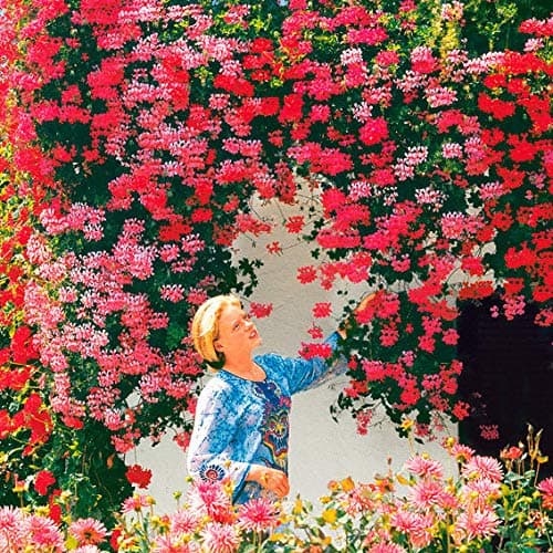 20 Pieces Climbing Geranium Seeds Rare Geraniums Perennial Garden Flowers Seeds Hardy Bonsai Potted Plant for Garden Balcony/Terrace