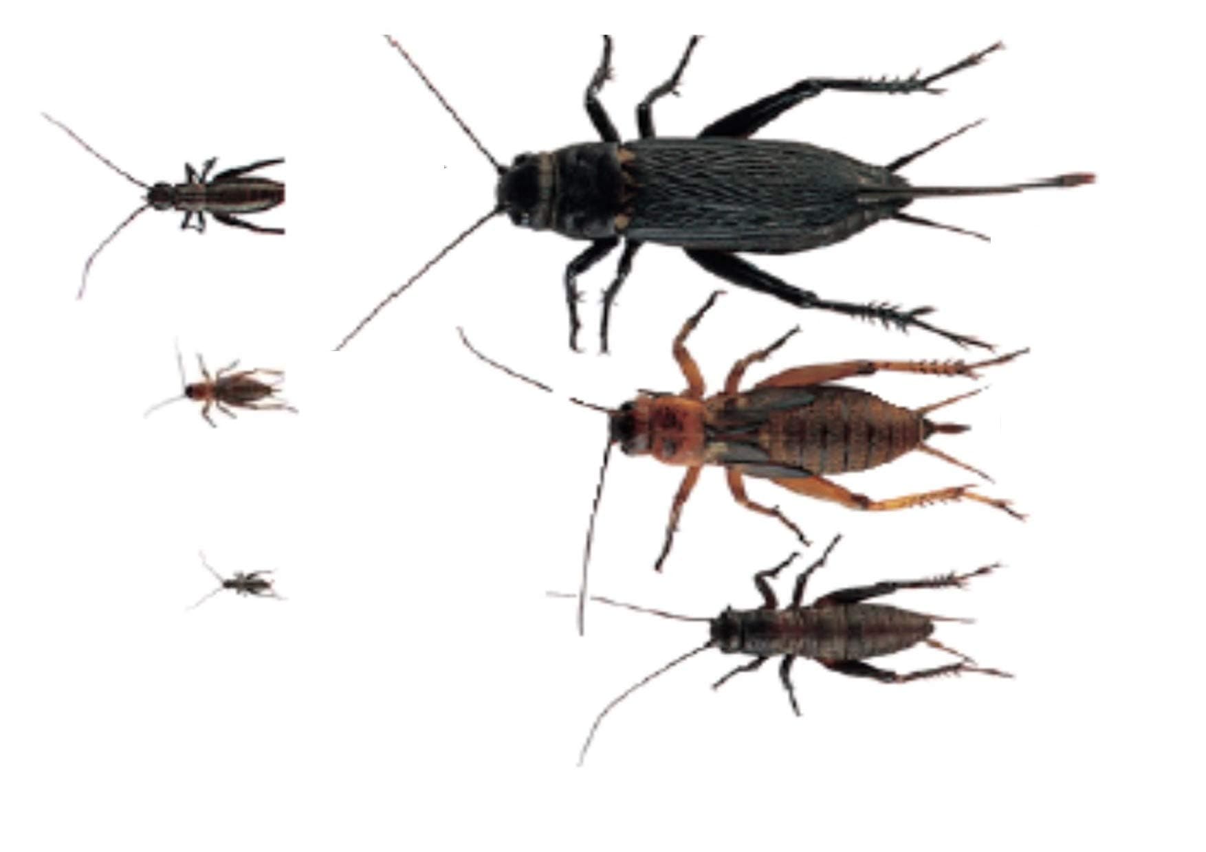 The Mealworm Company LIVEFOODS DIRECT 500 Black Crickets Micro Size - 1, Live Hatchlings 2-4MM. NEXT DAY DELIVERY ORDER BEFORE 12 NOON.