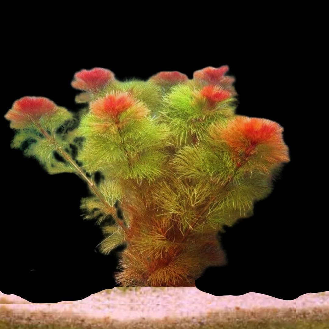 PREMIER PLANTS Red Cabomba (Cabomba Furcata) LIVE Aquarium Plants