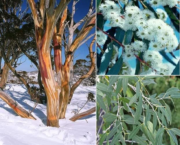 Snow Gum Eucalyptus Pauciflora v. Niphophilia 50+ Seeds UK Hardy