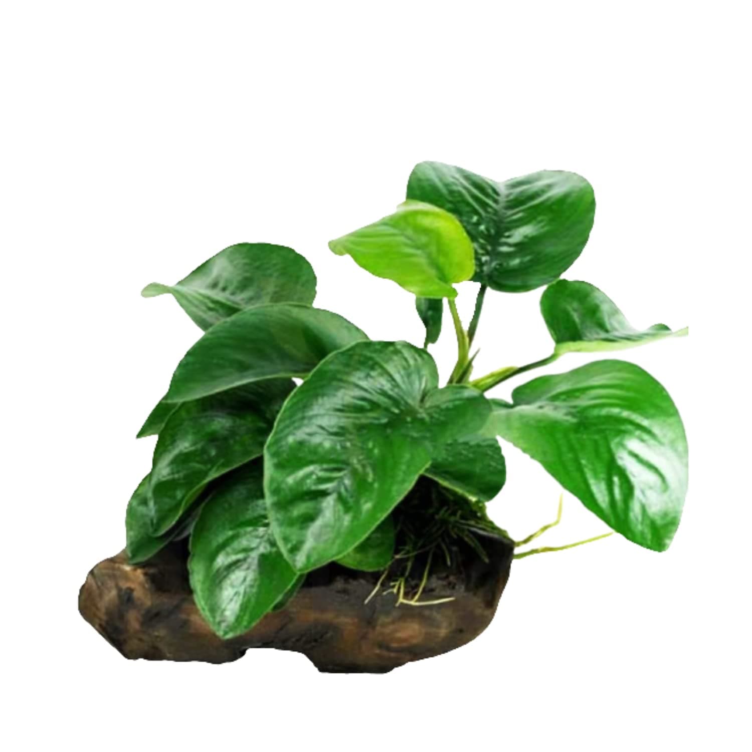 Mainam Anubias Barteri 'Butterfly' on Driftwood Freshwater Easy Live Aquarium Plant Decorations 3 Days Guarantee
