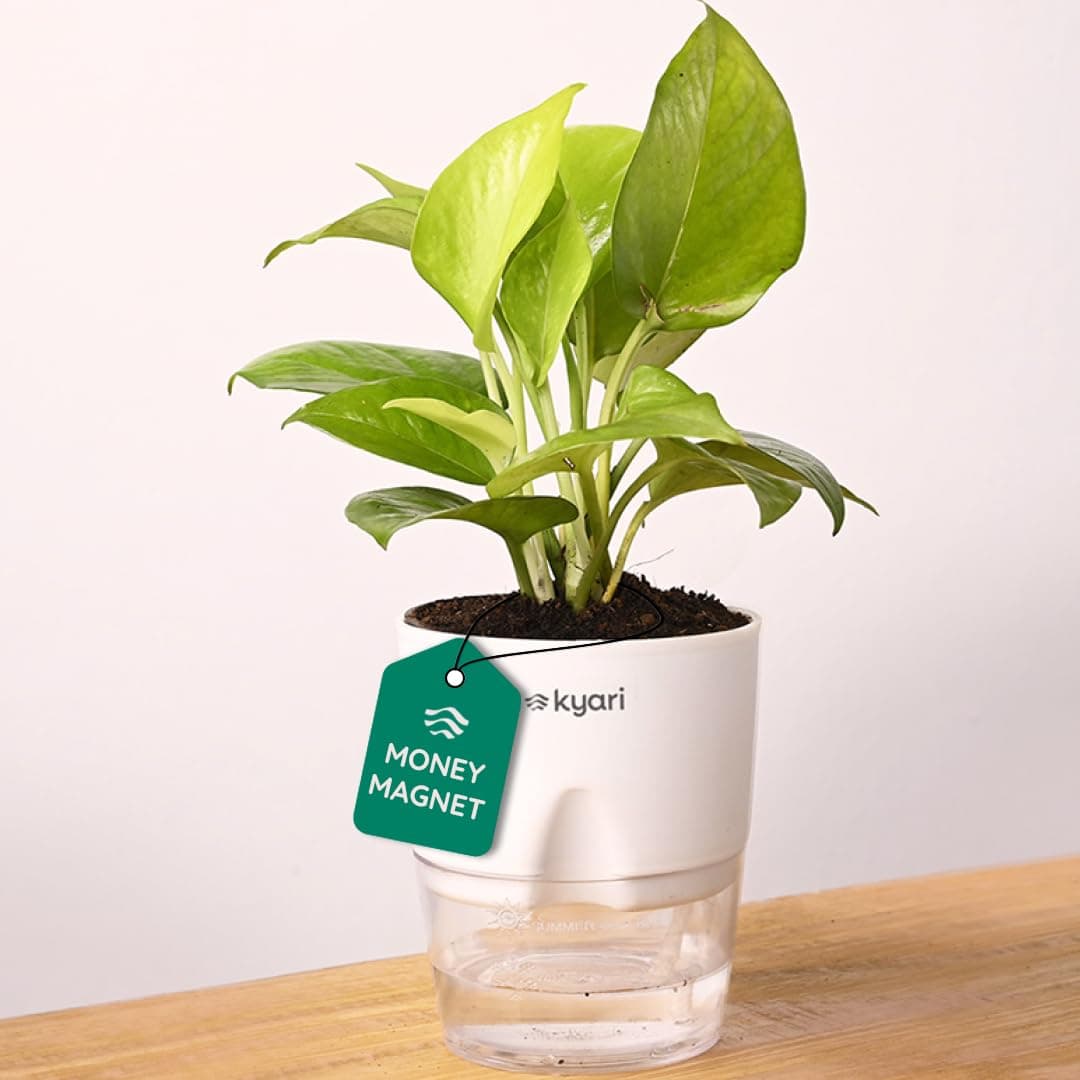 Kyari Golden Money Plant Indoor with White Self Watering Pot - Small 4 Inch