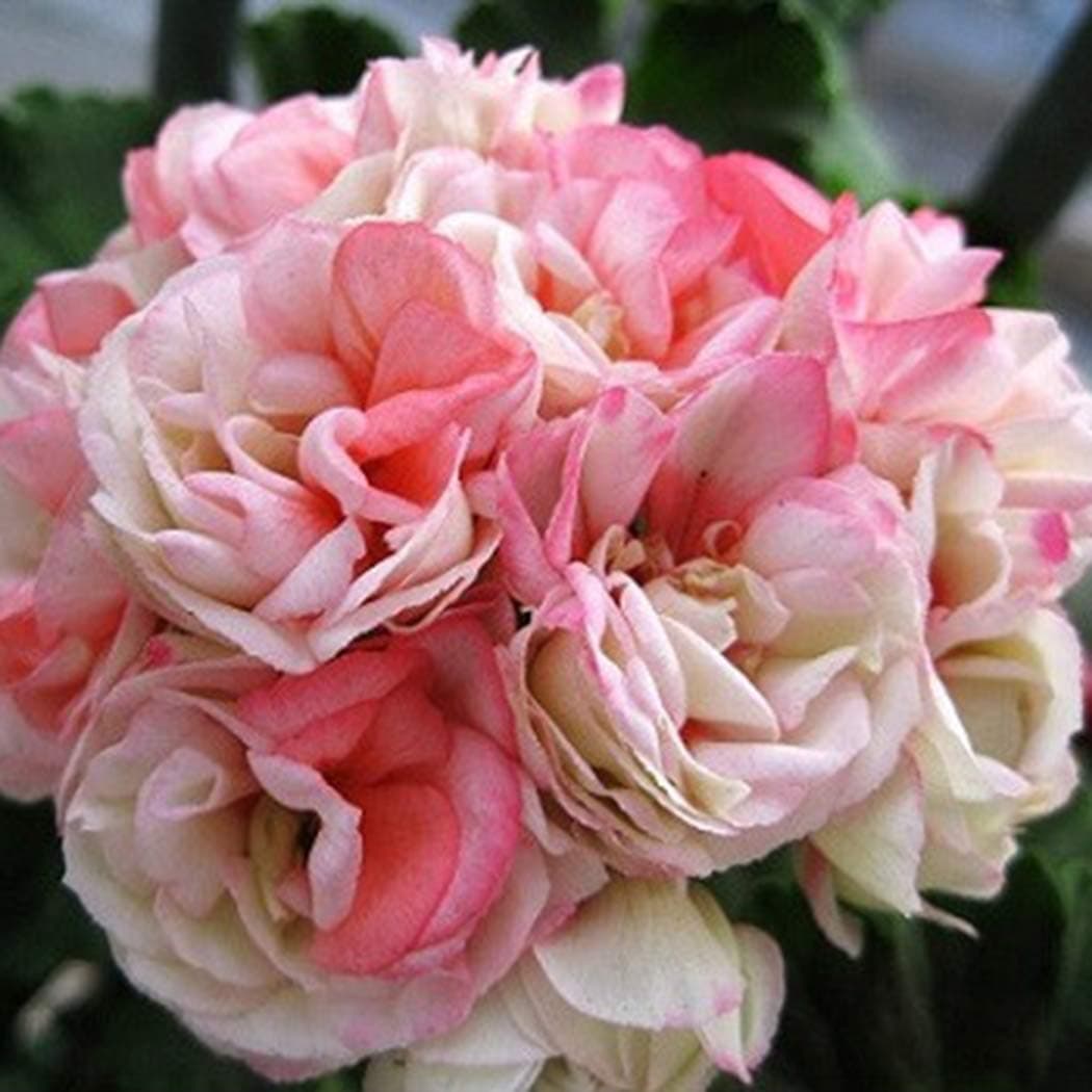 Gfone 10pcs Geranium Seeds Pelargonium Hortorum Flower Seeds Perennial Flowers Garden Potted Plants