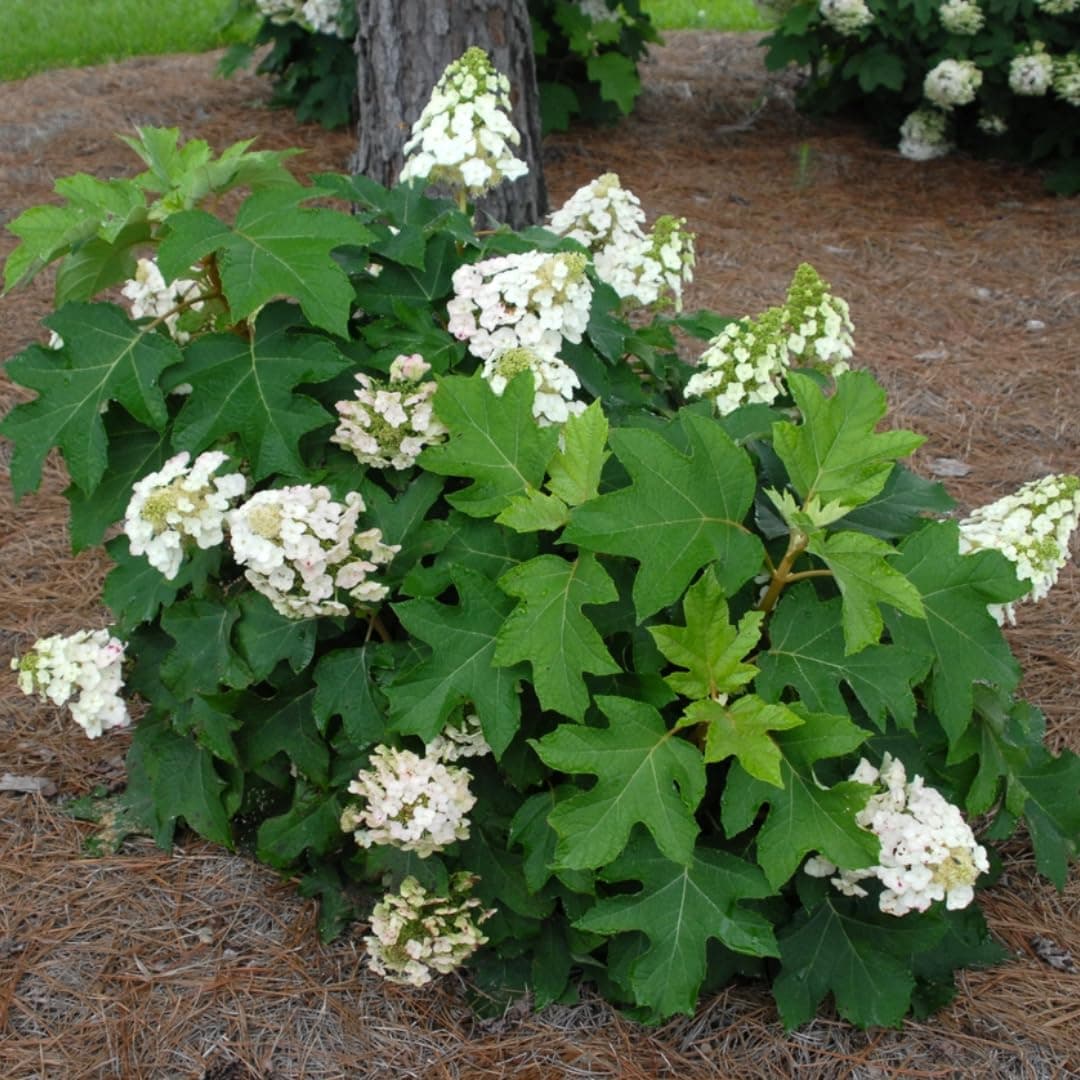 Oakleaf Hydrangea Shrub - Live Plant - 6-10" Tall Seedling - 4" Pot - Ships Potted - Hydrangea quercifolia