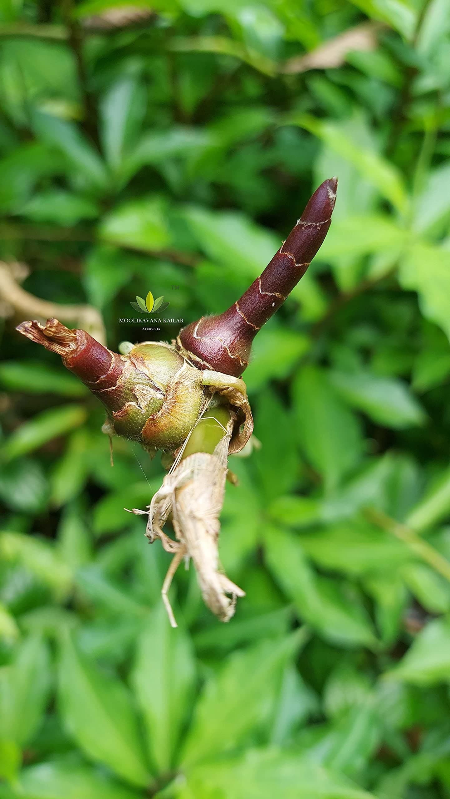 MOOLIKAVANA KAILAR Costus Igneus Insulin Plant Rhizomes Outdoor Plant Red Pack of 5