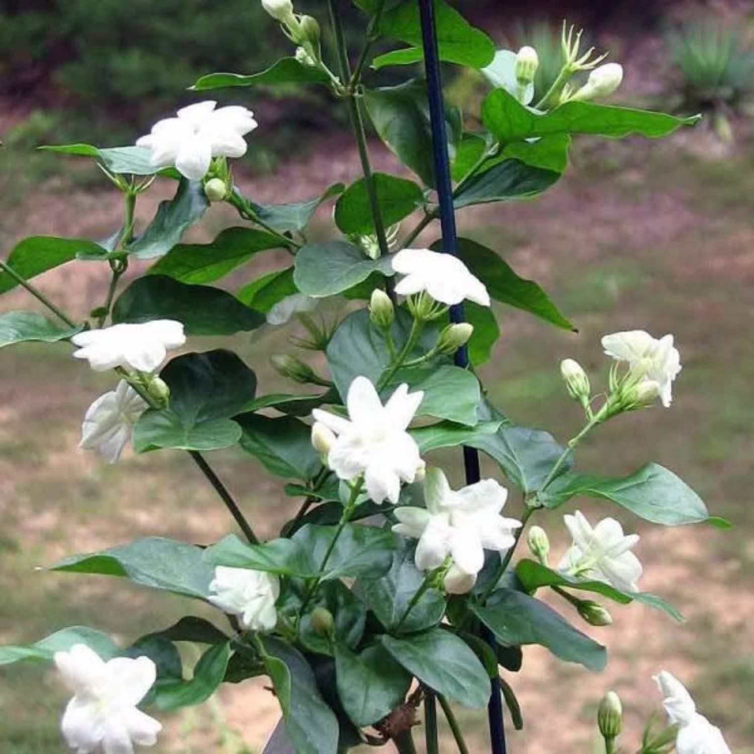 Earth Eagle Jasmine |Gundumalli|Mogra White Color Flower Live Healthy Plant On Polybag