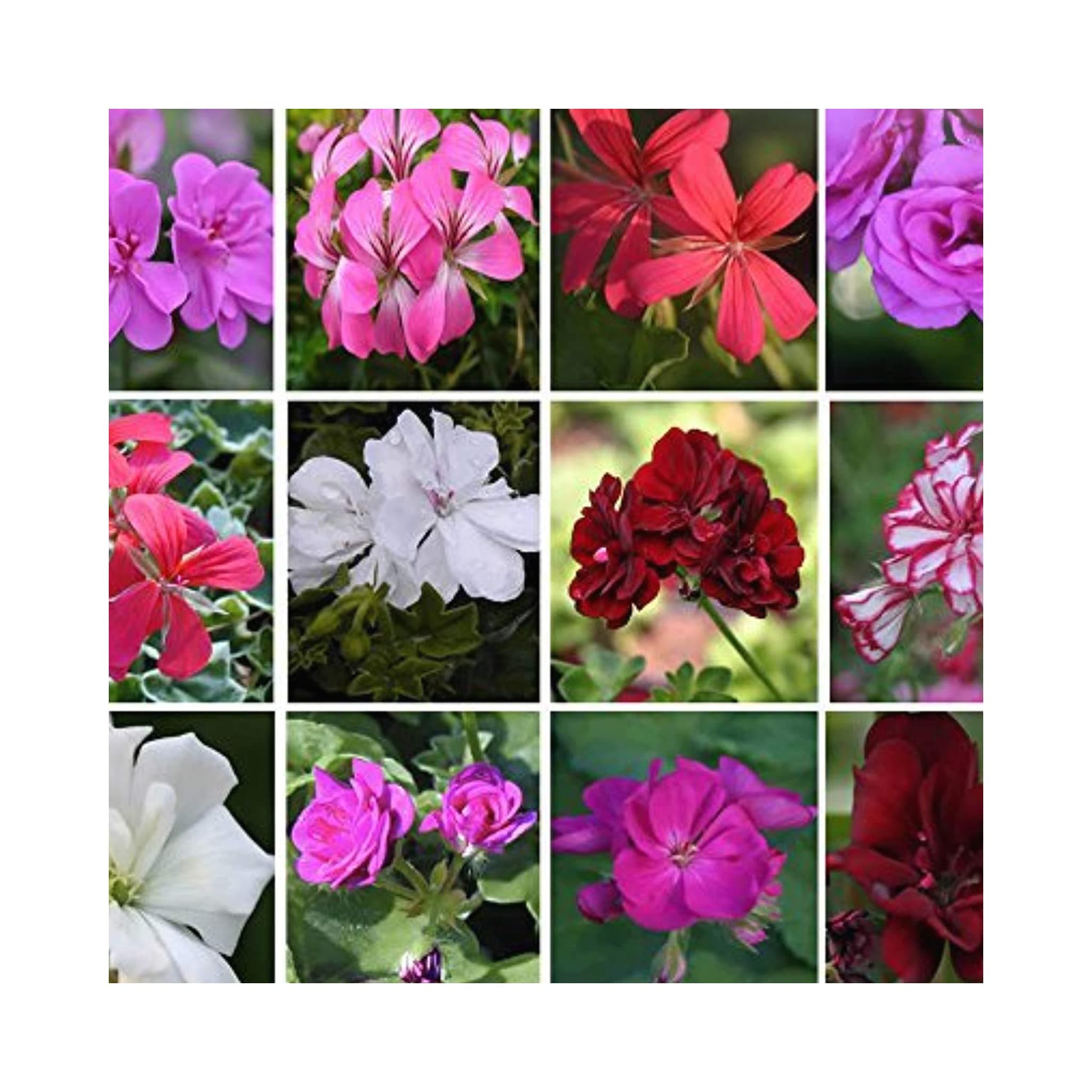 Trailing (Ivy) Geranium Plug Plants 10 Mixed Geraniums, Trailing Geranium Plug Starter Plants - Summer Garden.