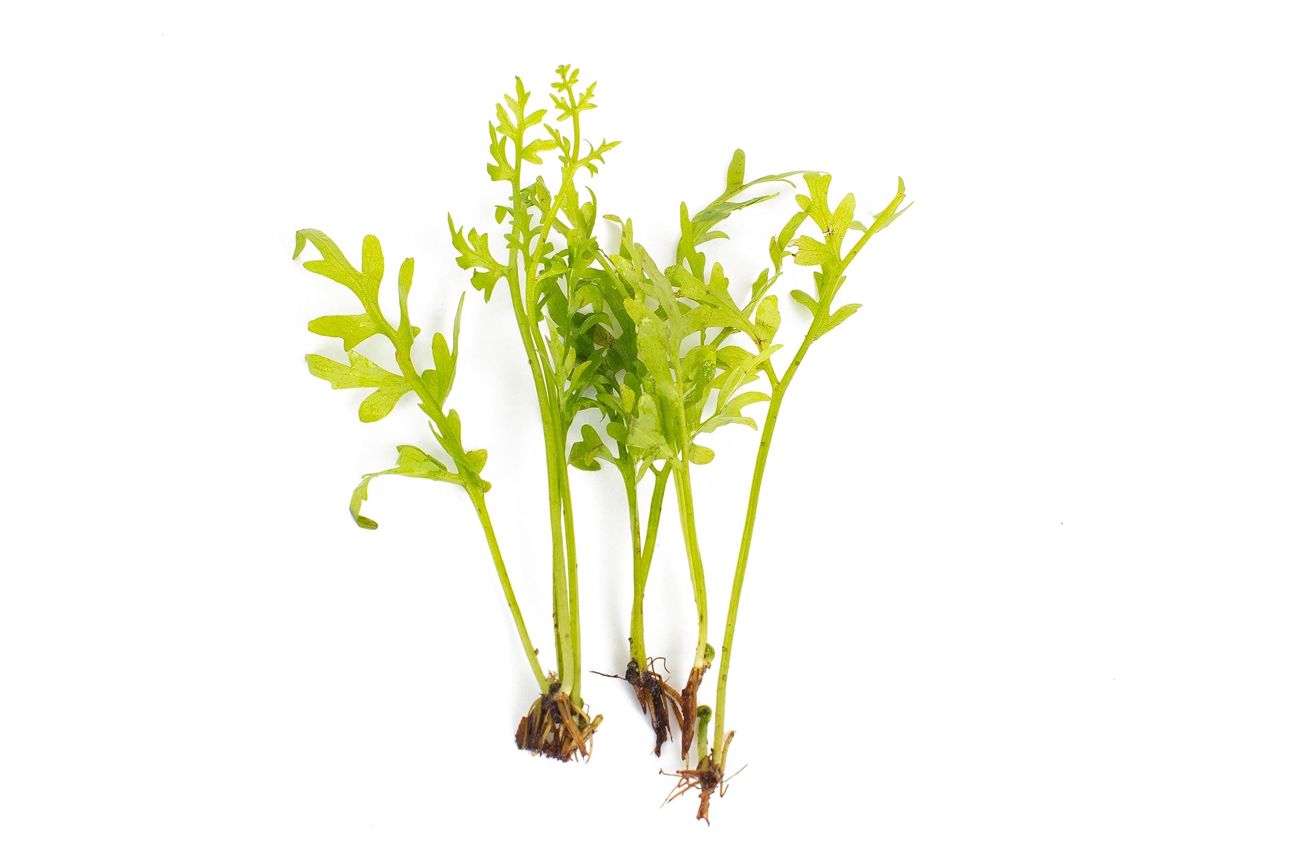 PondPlantsUK Ceratopteris Thalicrodes - submerged - Aquarium 10 Strands