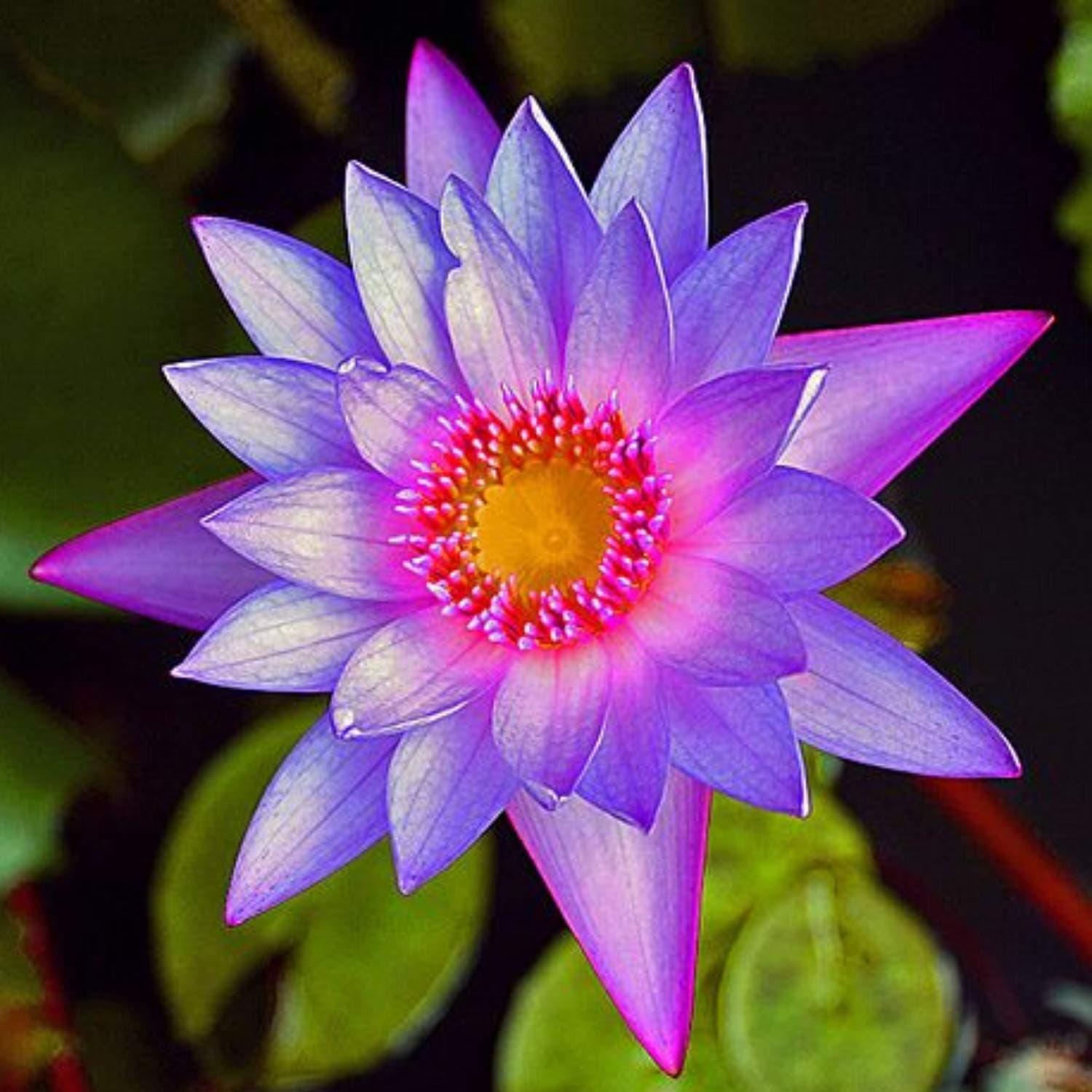 Nymphaea Colorata Purple Tropical Water Lily Rhizome Live Aquarium Plant BUY2GET1FREE