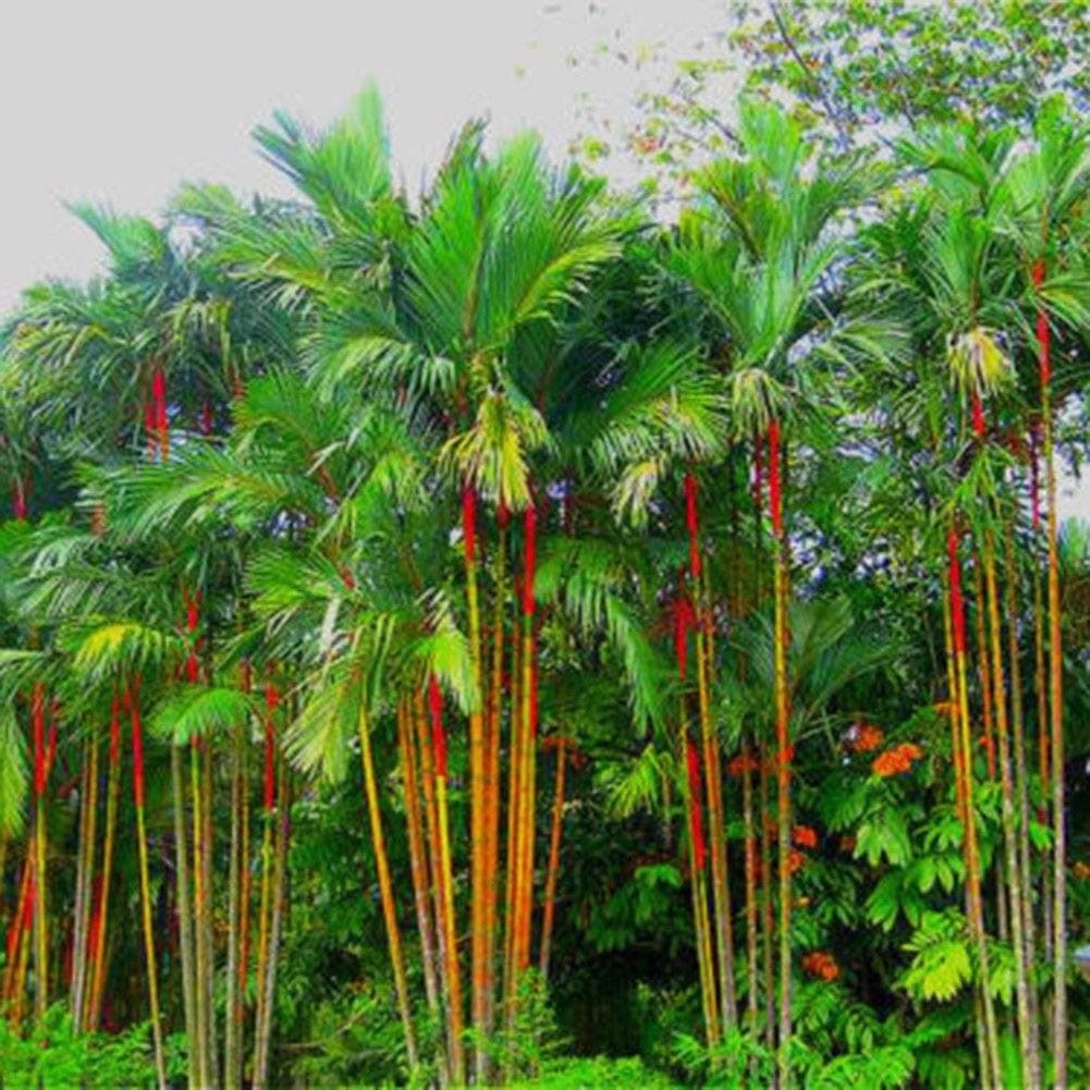 50Pcs Bottle Palm Tree Seeds Tropical Plant Home Garden Balcony Bonsai Decoration Palm Tree Seeds