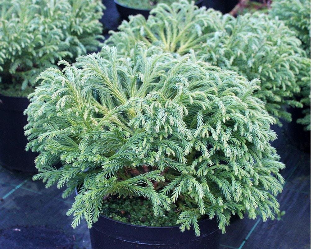 50 Red Cedar Japanese Tree Seeds ~ Cryptomeria Japonica ~"Sugi" Grown by West Seed Farm