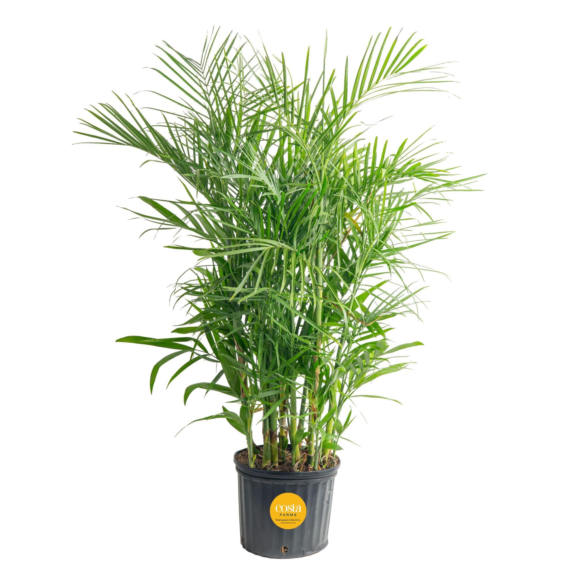 Costa Farms Bamboo Palm Live Plant in Decorative Pot, Air Purifying Large Indoor Houseplant, Perfect for Home, Room, or Office Decor, Great House Warming or Birthday Gift, 3-4 Feet Tall