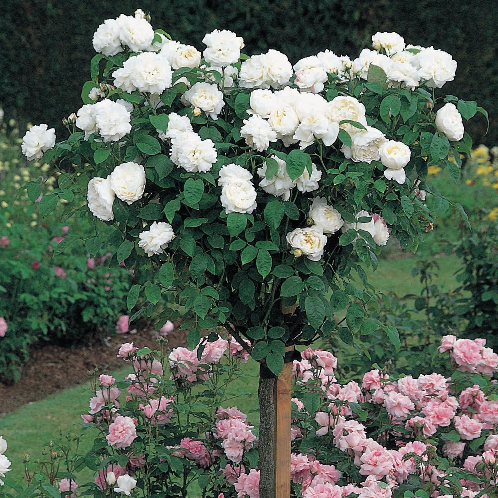 Rare Grafted English Tree Rose Plant Winchester Cathedral White Color 1 Healthy Live Plant